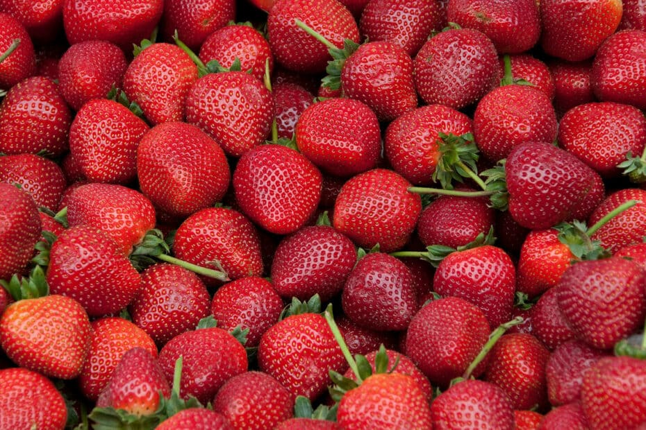 fraises bio direct producteur
